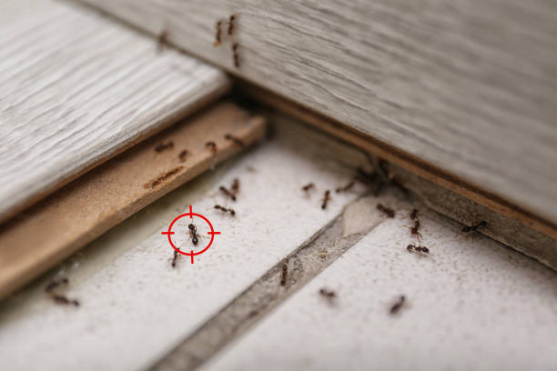 Best Ant Control Services  in Hampton Manor, NY