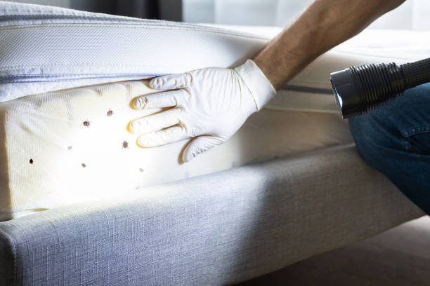 Best Affordable Pest Control Services  in Hampton Manor, NY