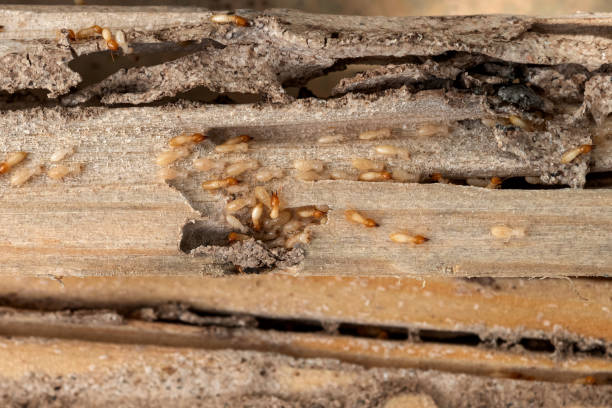 Spider Control Near Me in Hampton Manor, NY