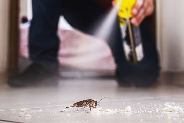 Best Mosquito Control Services  in Hampton Manor, NY