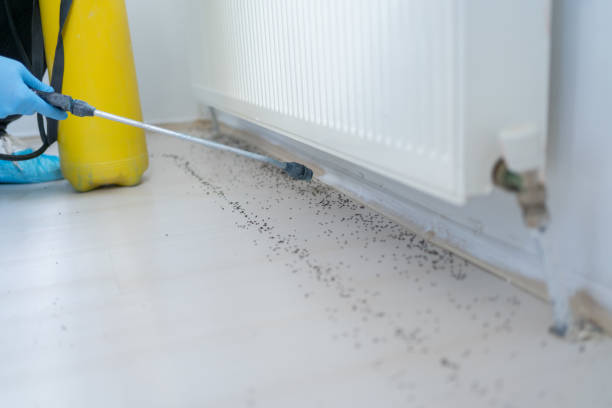 Best Affordable Pest Control Services  in Hampton Manor, NY