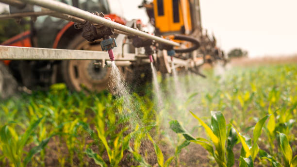 Best Ant Control Services  in Hampton Manor, NY